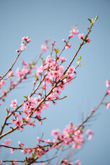 pink cherry blossom