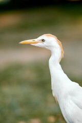 Obraz premium white heron
