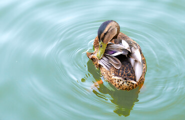 duck in the pond