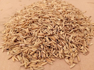 Pile of Rice Paddy Seeds