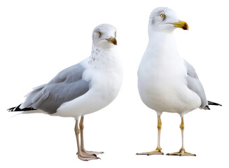 Fototapeta premium PNG Two seagulls standing together
