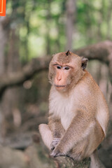 The Portrait of a Monkey