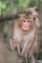 The Portrait of a Monkey