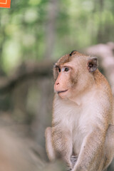 The Portrait of a Monkey