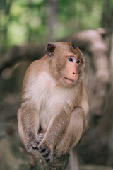 The Portrait of a Monkey