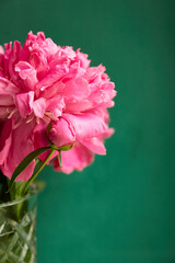 Vibrant Pink Peony Blooms in Clear Glass Vase Against a Deep Green Background