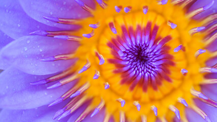 Close-up of Vibrant Water Lily - Stunning Macro Photography for Nature-Themed Decor and Botanical Studies