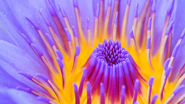 Close-up of Vibrant Water Lily - Stunning Macro Photography for Nature-Themed Decor and Botanical Studies