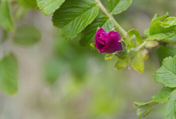 beautiful rose and green leaves, pink rose flower on a branch with green leaves