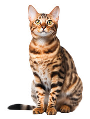Cute Bengal cat sitting isolated on transparent background