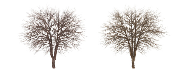 Two bare trees isolated on black background