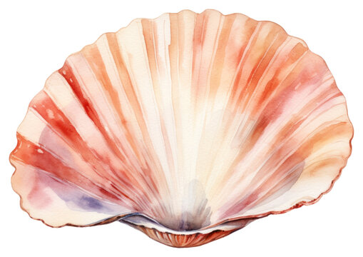 PNG Beach seashell seafood clam.