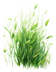 Fototapeta premium PNG Plant grass green wheatgrass.
