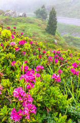 Alpenrosen im Nebel in Steingletscher, Berner Oberland, Schweiz