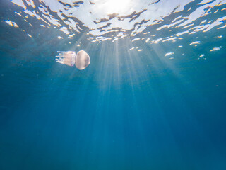 A jellyfish is swimming in the ocean © VICTOR