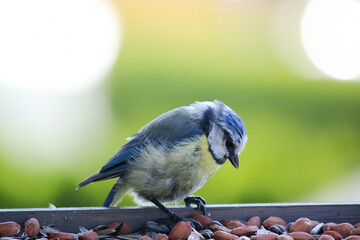 Blue tit looking for food