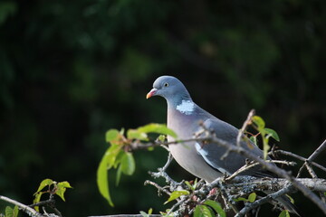 wood pigeon in a tree