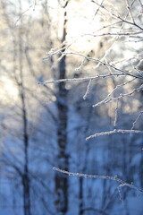 Frozen forest