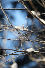 Frozen branch