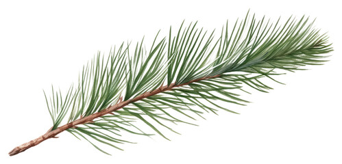 PNG Pine plant tree fir.
