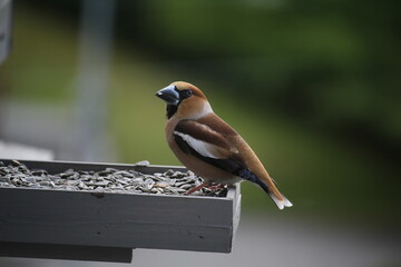 hawfinch eating