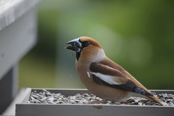 hawfinch eating