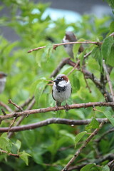 sparrow in a tree