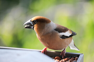 hawfinch eating