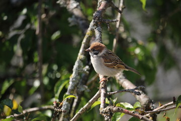 sparrow baby