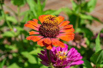 Hermosa flor de jardín zinnia elegans de color naranja intenso.