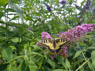 Schmetterling: Schwalbenschwanz auf einem Sommerflieder
