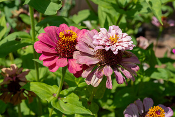 Flores en el jardín en verano