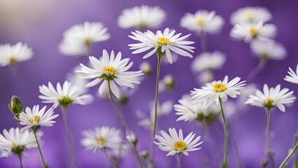 Fototapeta premium A bunch of white flowers are in a field