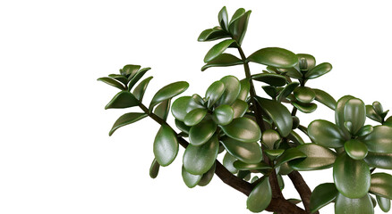 Jade Plant on Black Background © omkuhh