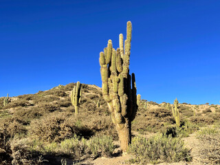 Giant cacti growing on the slopes of the Andes in Jujuy Province, Argentina