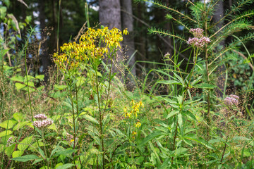 Close up of blooming flowers at the edge of the forest. Yellow Senecio nemorensis and purple holy rope (Eupatorium cannabinum)