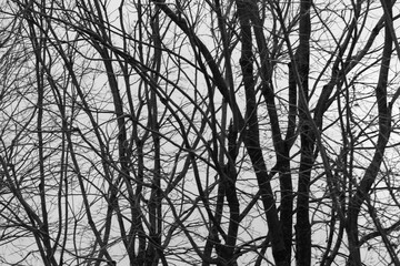 Textura Natural 