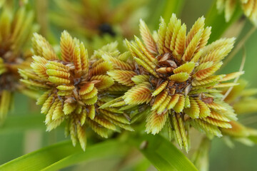 Detailed closeup on the unripe seedboxes of the tall flatsedge or nutgrass, Cyperus eragrostis