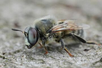 Closeup on a big and blue-eyed male of the uncommon Melitturga clavicornis, a medium-size ground-nesting solitary bee, oligolectic on Fabaceae