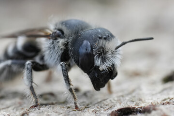 Detailed closeup on a female mediterranean Tufted small mason bee, Hoplitis cristatula