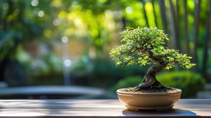 Bonsai Tree in a Garden