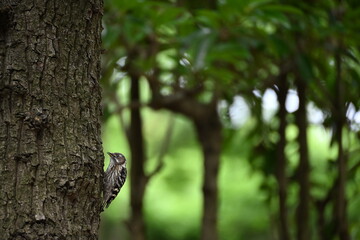 Obraz premium コゲラ