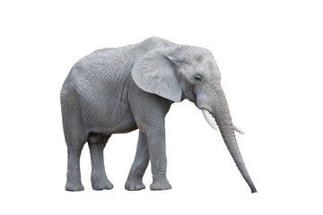 Obraz premium African elephant isolated on white background with clipping path