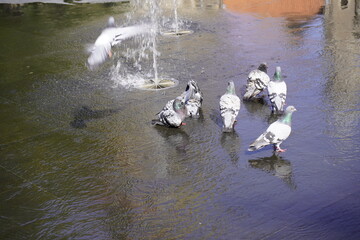 City doves or City pigeons (Columba livia f. domestica) bathing in a fountain in Braunschweig,...