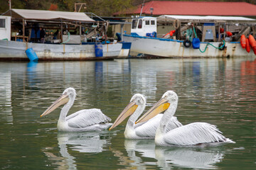 Three Dalmatian pelicans float peacefully on a calm water surface in Greece, with fishing boats in the background at Alyki Pydnas, Pieria, Greece.