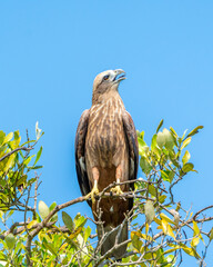 white tailed eagle