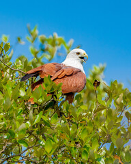 red tailed hawk
