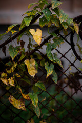 Green Vines Growing Through Rusty Chain Link Fence on Old Building. Stryiskyi Park, Lviv, Ukraine