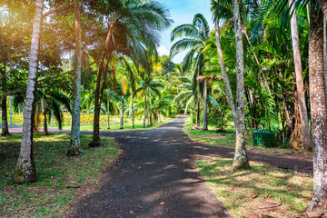 Sir Seewoosagur Ramgoolam Botanical Garden, Pamplemousses, Mauritius island, green avenue along the trees in the Pamplemousses Botanical Garden.