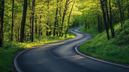 Fototapeta premium Winding asphalt road through a lush forest with tall trees.